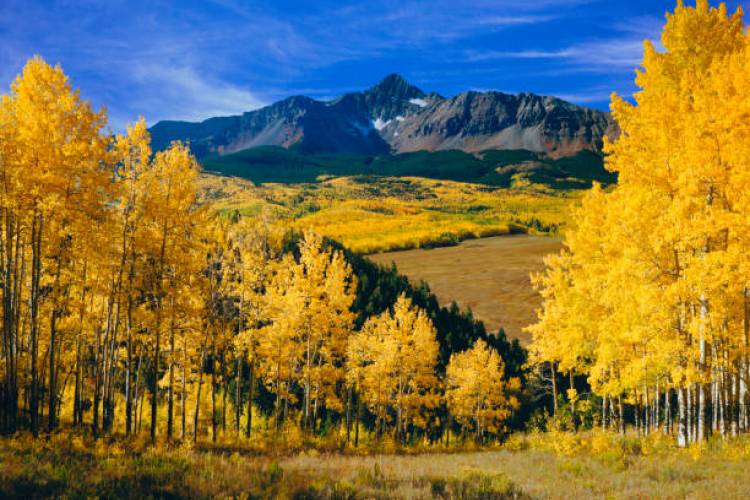 aspen tree leaves changing color in the fall with a large mountain in the background